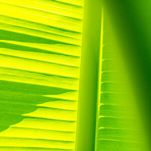 Blatt der Japanischen Faserbanane