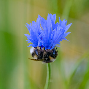 BieneUnterBlume.jpg