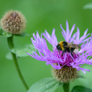 BieneAufDistel.jpg