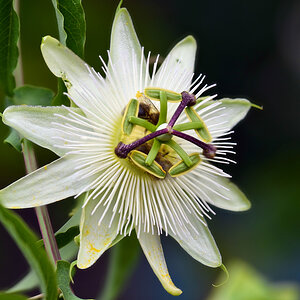 passionsblüte_1202.jpg