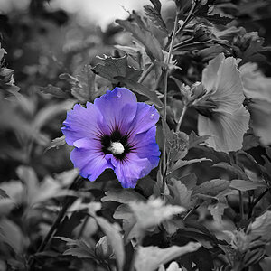 DSC_0784_AI_SW_Colorkey.jpg