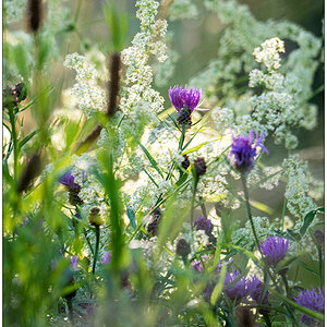 323  In der Bünte – Abendsonne