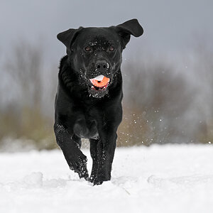 Schnee_-5.jpg