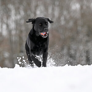 Schnee_-9.jpg