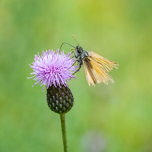 KleinerOrangerSchmetterling.jpg