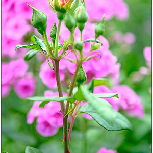 344 In der Bünte – Phlox mit Rosenknospe (24. Juli 2022)