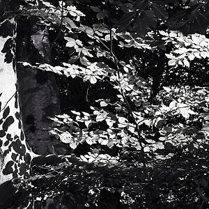 Details im Wald.jpg