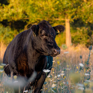 Black Angus