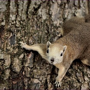 comp_2Squirrel2-lumi.jpg