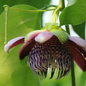 test botanika_001_06.jpg