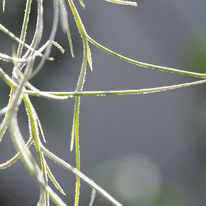 test botanika_001_07.jpg