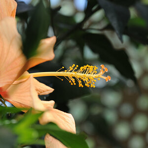test botanika_001_10.jpg