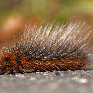 D50_2637_Raupe des Braunen Bären Falters_IA_7_2022.jpg