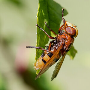 D50_3230_Hornissenschwebfliege_IA_7_2022.jpg