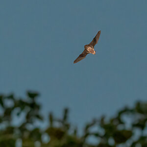 20220801-D50_6405-Bearbeitet-2.jpg