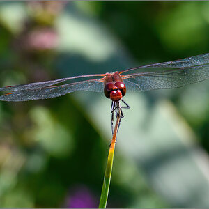 D50_8355-Verbessert-Bearbeitet.jpg