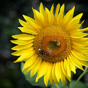 sonnenblume_1200.jpg