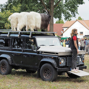 Ziegen auf Landroverdach.jpg