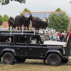 Border Collies.jpg