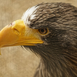 _DSC9994NF.jpg