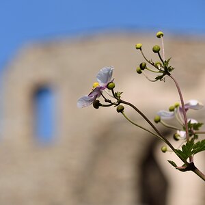 DSC_3451_00001 (2)n.jpg