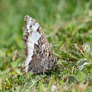WaldportierGroßer2.jpg