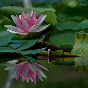 Seerose Rosa