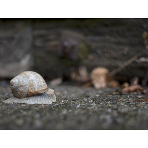 SchneckeDSC_3906.jpg