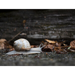 SchneckeDSC_3911.jpg