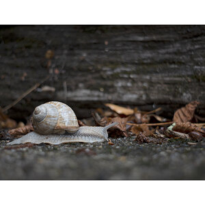 SchneckeDSC_3912.jpg