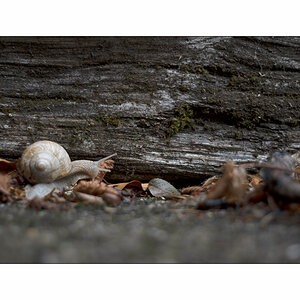 SchneckeDSC_3914.jpg