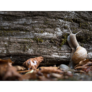 SchneckeDSC_3917.jpg