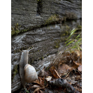 SchneckeDSC_3919.jpg