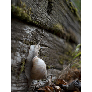 SchneckeDSC_3921.jpg