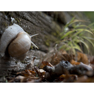 SchneckeDSC_3922.jpg