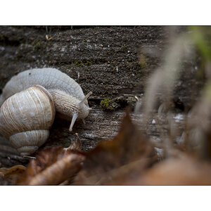 SchneckeDSC_3924.jpg