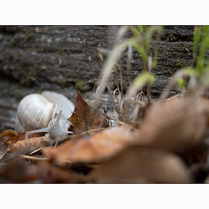 SchneckeDSC_3925.jpg