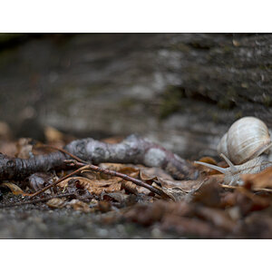 SchneckeDSC_3926.jpg