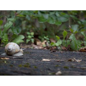 SchneckeDSC_3927.jpg