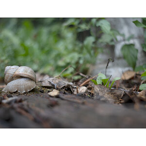 SchneckeDSC_3929.jpg