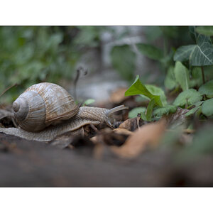SchneckeDSC_3933.jpg