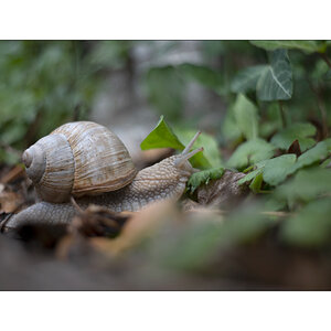 SchneckeDSC_3935.jpg