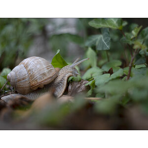 SchneckeDSC_3937.jpg