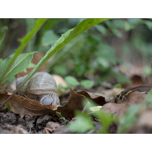 SchneckeDSC_3940.jpg