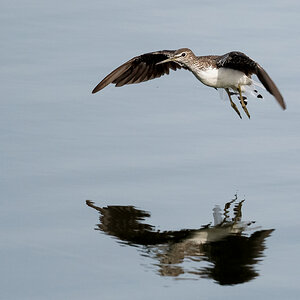 D50_5165_Waldwasserläufer IA_9_2021.jpg