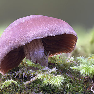 Pilz.jpg