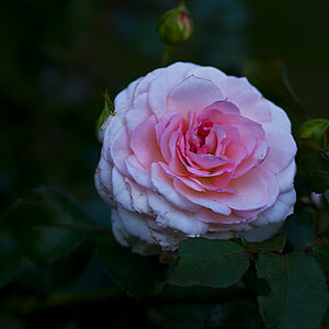 Blume klein