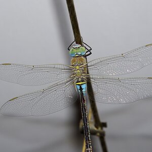 DSC9106