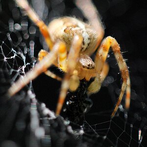 Kreuzspinne