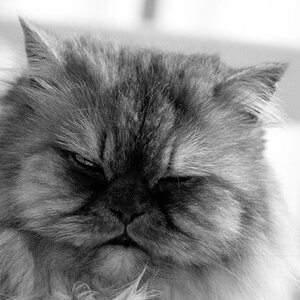 Cat 1